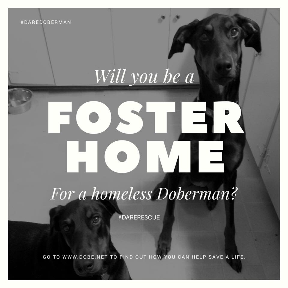 foster parent